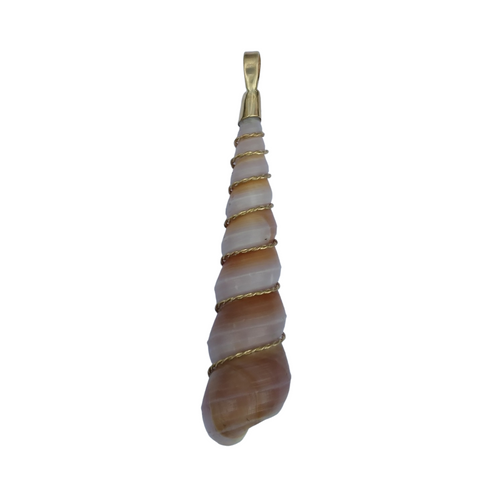 Auger Shell with 14K Gold Twist Wire